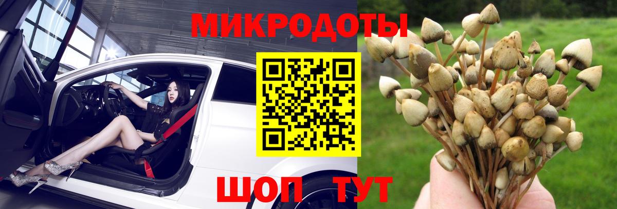 Псилоцибиновые грибы Cubensis Димитровград